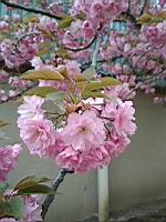 Cerisier du japon (prise a Lyon)(3)